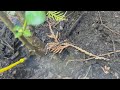 Shrub Hides In Ground Yellow Jacket Nest  in Cliffwood, NJ