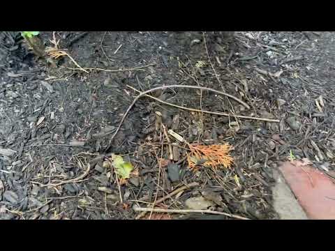 Shrub Hides In Ground Yellow Jacket Nest  in Cliffwood, NJ