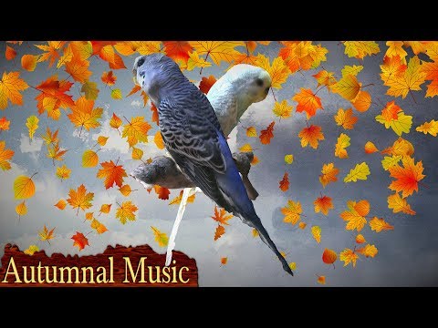 3 Hours+ || Calming Autumnal Music For Birds || Budgies || Relaxing Music to Tame your Birds #10