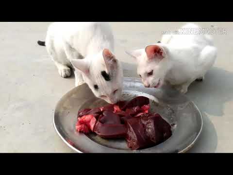 6 Month old kitten best food|raw meat | kitten good health |