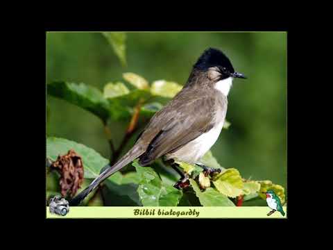 Ahmed ma Hlad - Bilbil