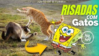 videos engraados de gatos e cachorros loucos - Humor gatos #shorts
