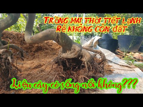 Hướng dẫn trồng phôi mai vàng, và những điều cần lưu ý. #phoimaivang #maitet #bonsai_miền_tây