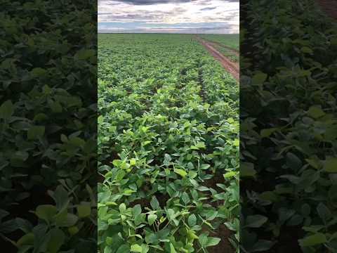 Fazenda para soja boa de preço em Sítio da abadia Goiás  #fazendaavenda