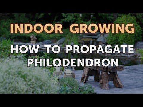 How to Regrow a Broken Aloe Leaf