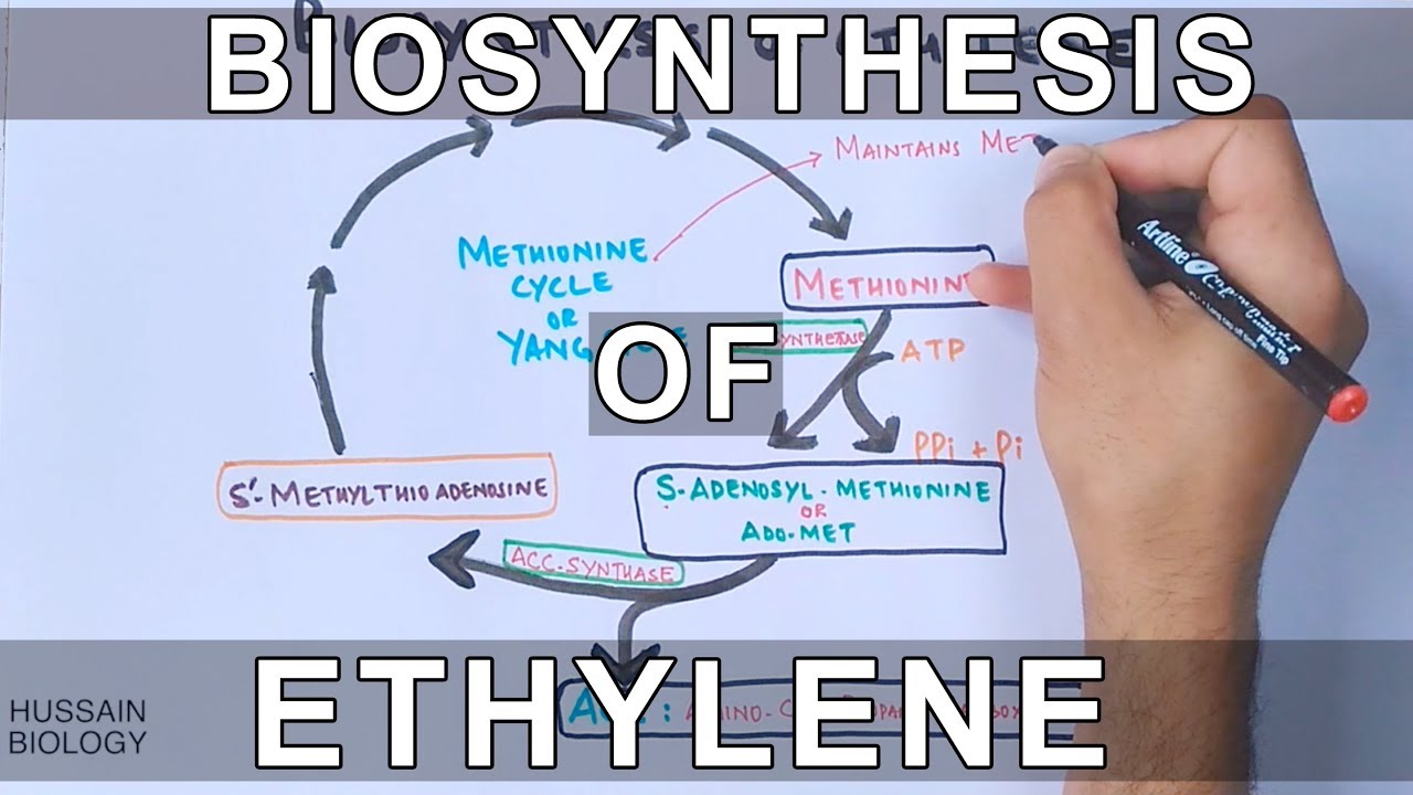 Biosynthesis of Ethylene
