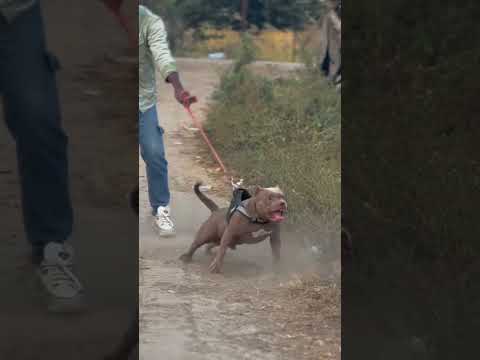 Amrish Puri dialogue | dog fight #trending #funny