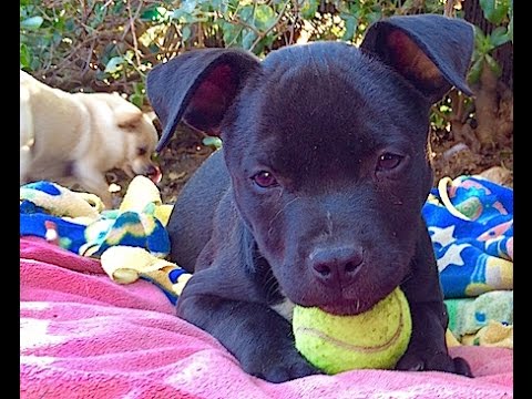 Snickers (male), an adopted American Staffordshire Terrier & Pit Bull Terrier Mix in Pasadena, CA_image-1