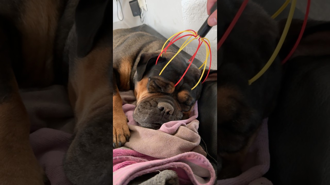 Soul Extractor - Head massager🤩#layerworks #massage #dog #3dprinting #3dprinted