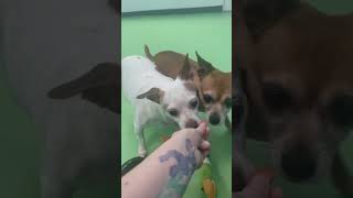Video preview image #1 Chipin Puppy For Sale in phoenix, AZ, USA