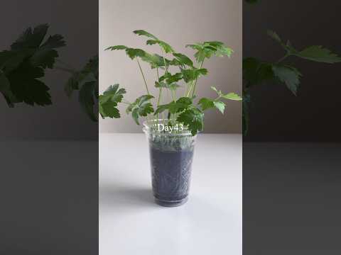 園芸 三葉のアジミニエール