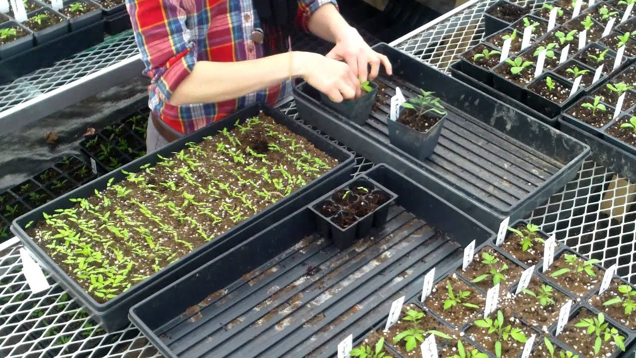 Organic Tomatoes: How and When to Pot Up Seedlings