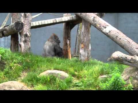 Maya au zoo (2011-06-12)