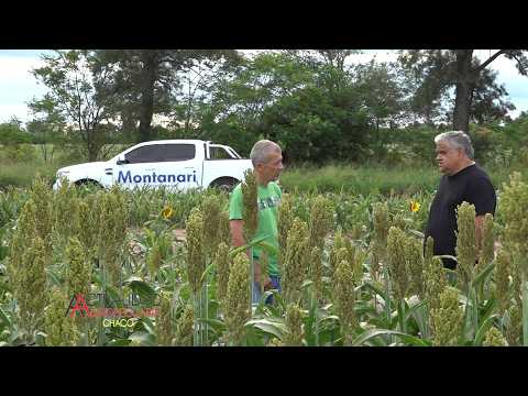 Estado de los cultivos - Charata Provincia del Chaco - Ing. Agr. Luis Silva primera parte.