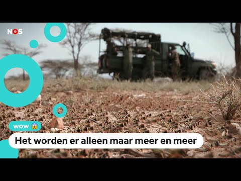 In Kenia vecht zelfs het leger tegen de sprinkhanen