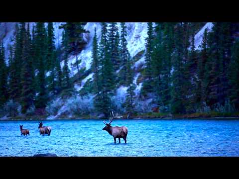 Spring in Idaho's back country, Beautiful Relaxing Music, Peaceful Soothing  Music, by Tim Janis