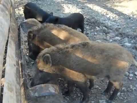 , title : 'Ošípané na večeri (Pigs for dinner)'