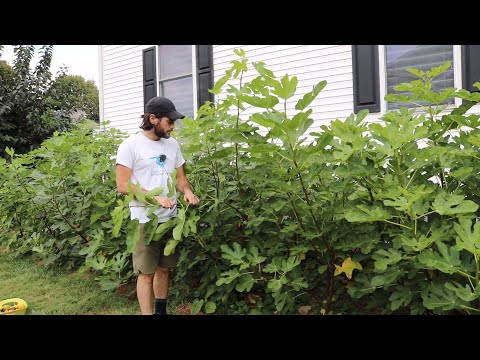 Figs are Splitting: In Ground trees vs. Potted