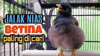 Download lagu Jalak Nias Betina Memanggil Jantan Paling Dicari Jalak Mania - #birdlovers mp3