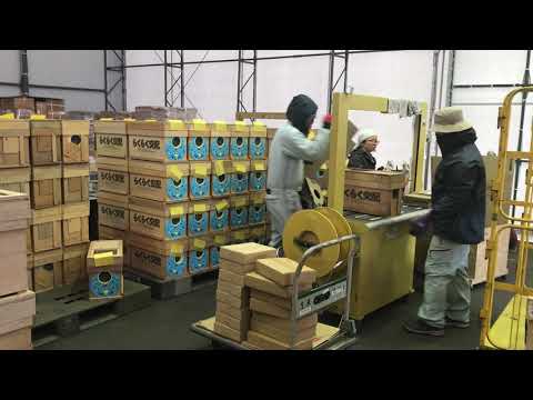 受粉:ミツバチと花による受粉 自然と動物