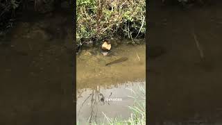 Download lagu Bila Kau Dah Lama Xmancing Haruan Pun Menganjing 🤦‍♂️🎣 mp3
