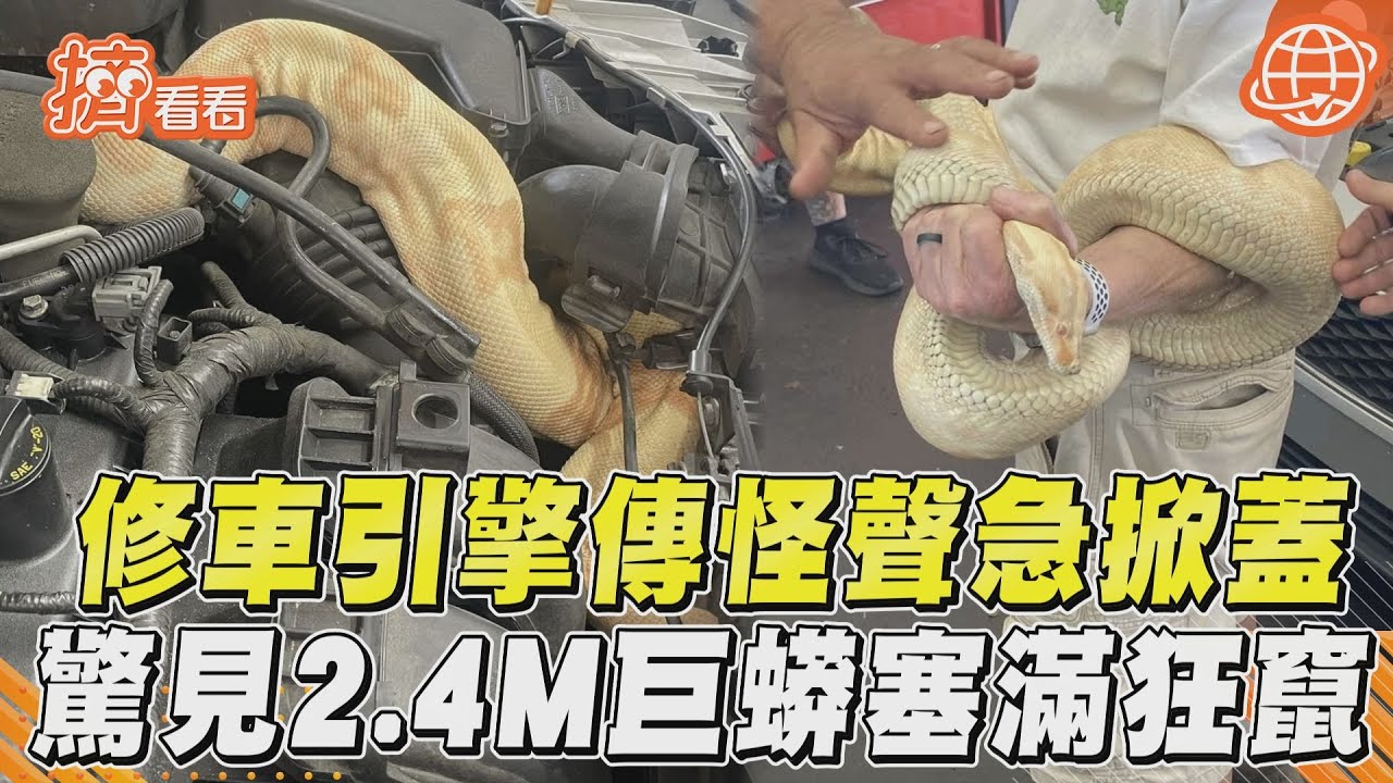 影音／修車引擎傳怪聲急掀蓋　驚見2.4M巨蟒塞滿狂竄