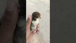 Download lagu subhanalloah wal hamdullliah#youtubeshorts #viralvideo #utubeshort #chicken #youtubeshorts #art mp3