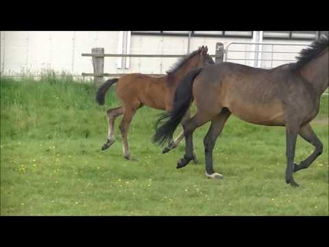 SF2016 Don Romanov Scolari Baroncelli