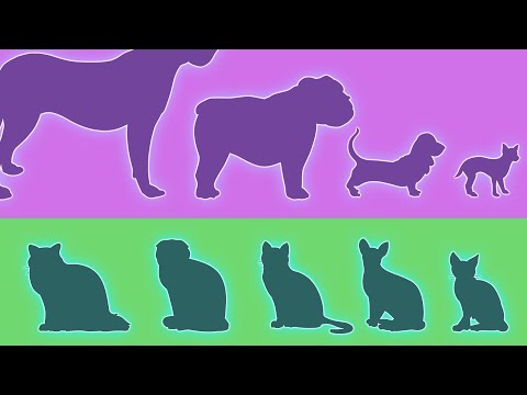 Despite Looking Similar, Cats Are MORE Diverse Than Dogs!