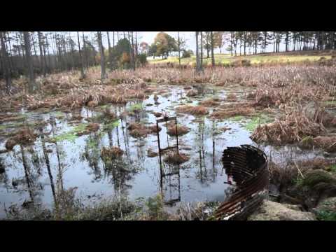 walk talk chip cold 334