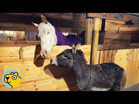 Blind Horse Gets a Seeing Eye Donkey to Guide Her