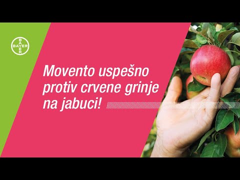 Kako se izboriti s crvenim paukom na jabuci?