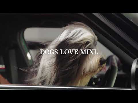 ⁣MINI x Dogs Trust