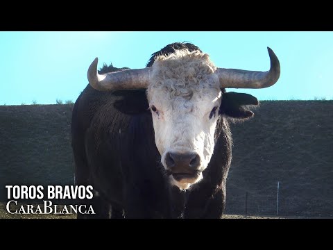 El Toro Bravo CARA BLANCA Como Surge Ganaderia de Toros Bravos BELLALUCIA 2022