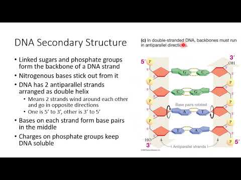 Ch 4: Nucleic Acids