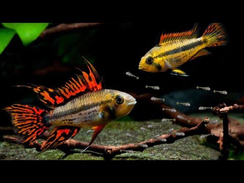Breed RARE Apistogramma Cichlids Using This Method!