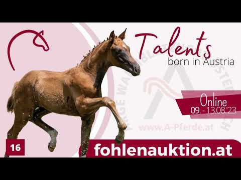 ⭐www.fohlenauktion.at⭐ Nr16 Piana BMK