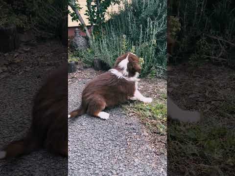 Australian Shepherd puppy for sale