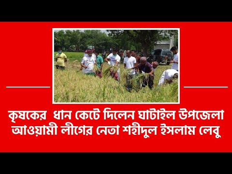 কৃষকের ধান কেটে দিলেন ঘাটাইল উপজেলা আওয়ামীলীগের নেতা শহিদুল ইসলাম লেবু