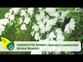 VANHOUTTE SPIREA | Spiraea x vanhouttei | Bridal Wreath