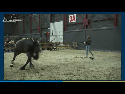 HK 2026 – Het door longeren ontwikkelen van het atletische vermogen van een Fries paard