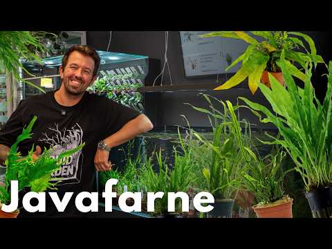 Microsorum pteropus