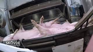 HIDDEN CAMERA IN THE DEATH FACTORY (english version)