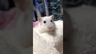 【天使美羽】のみーちゃω꒰ ՞•ﻌ•՞ ꒱❣️✨【ハムスター】
