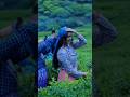 Darshana X Samayama Status 4k Whatsapp Status Shorts Trending 4kstatus