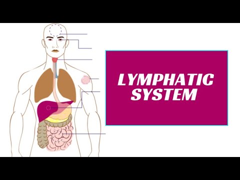 Lymphatic System Part 1