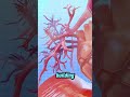 What Happens Inside Your Body When You Cough 3D Animation