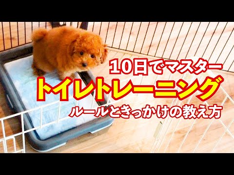 犬に路上での排泄を教える方法