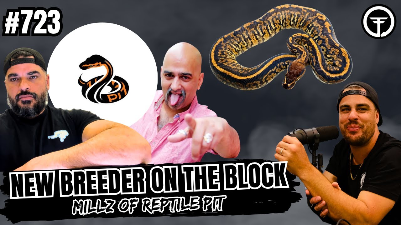 The Founder Of Bambino Plus Many More Untapped Ball Python Morphs | NBB (Live)