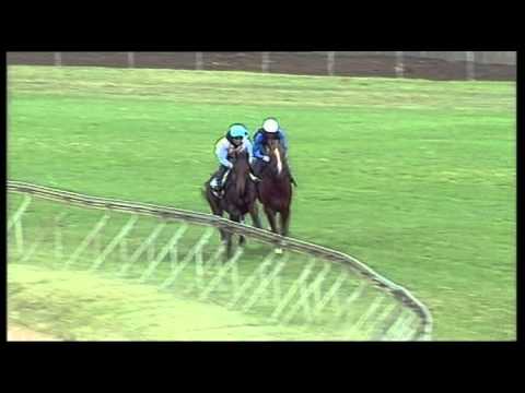 Vodacom Durban July 2013 Punta Arenas Gallop